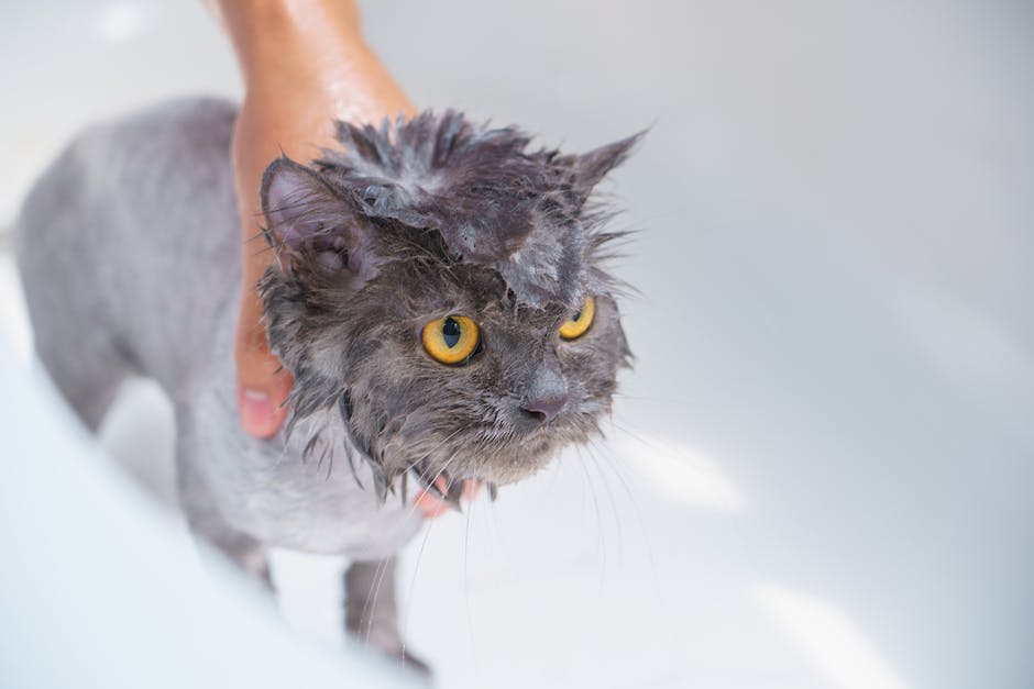 How To Give A Cat A Bath Without Getting Scratched Homey Gears