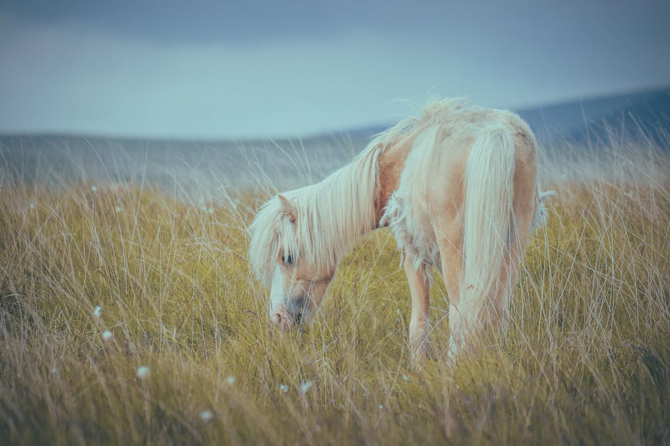 Understanding Horse Diet What Horses Should Eat Homey Gears