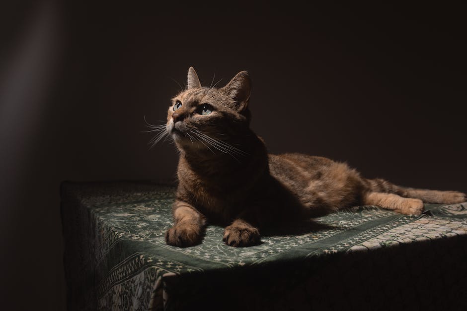 Why Does My Cat Bite Me Homey Gears