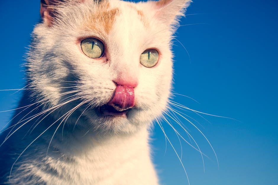 What Does It Mean When A Cat Licks And Bites Your Nose at Margaret