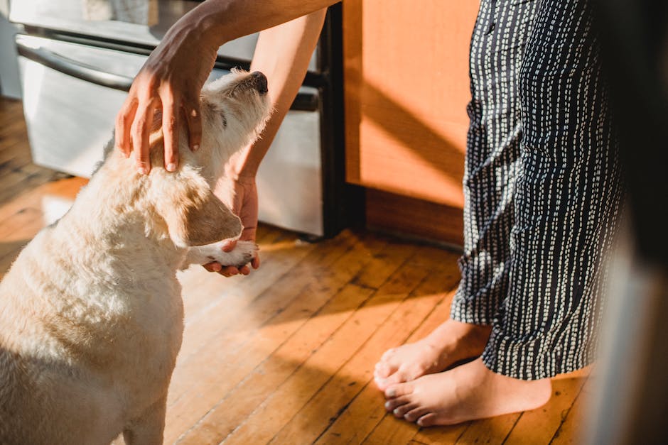 What Happens If My Dog Bites Someone In My House Homey Gears