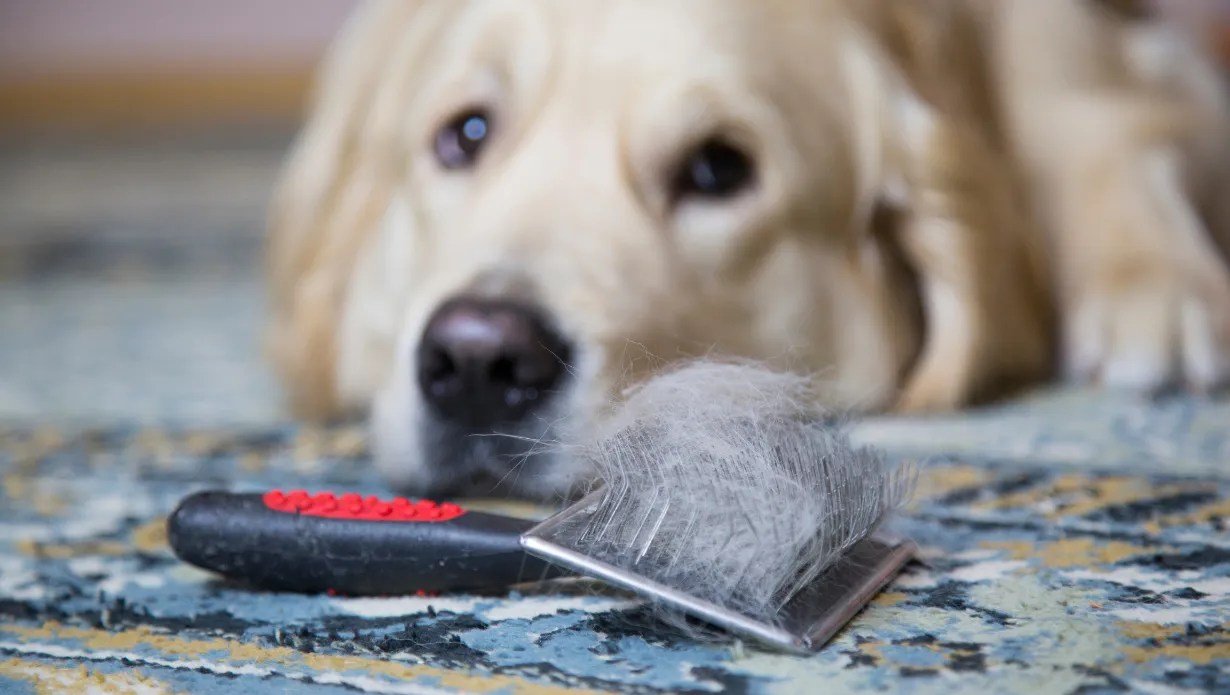 How to Get Dog Hair Out of Clothes 8 Quick Solutions