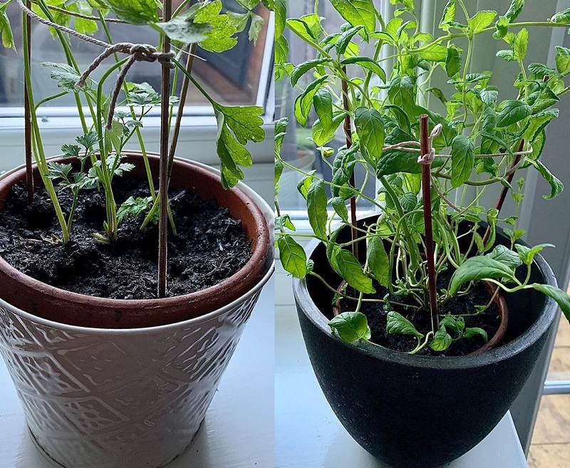 Best Aromatic Herbs To Grow In Kitchen Window