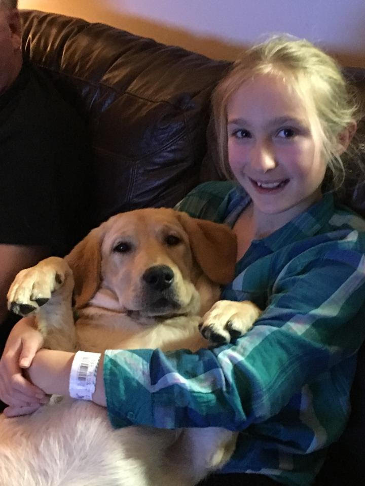 Honadore Labradors Photo Album