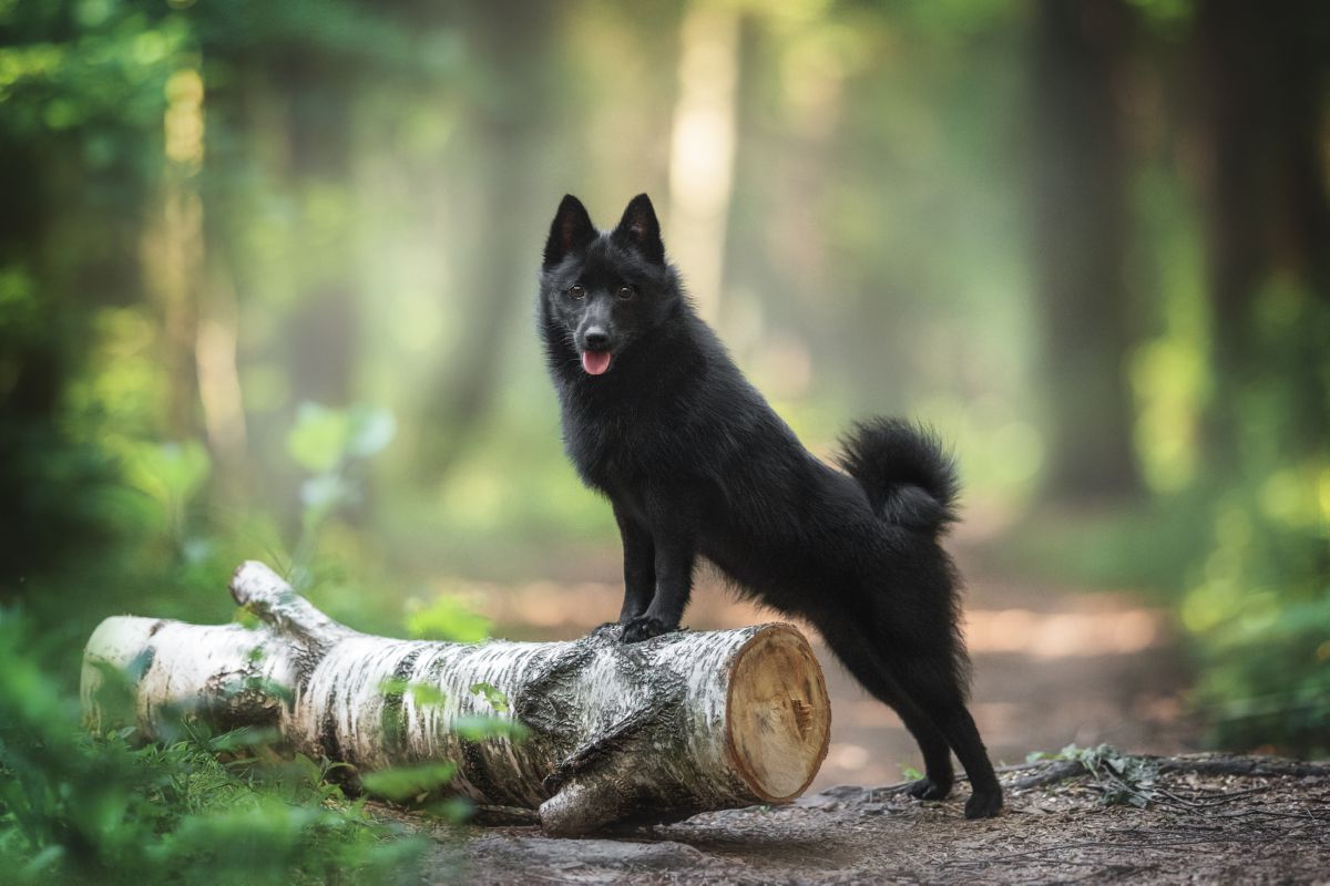 Het Schipperke karakter, opvoeding en tips Hond.nl