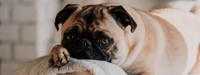 Hond Heeft Plastic Gegeten - Hond Heeft ...