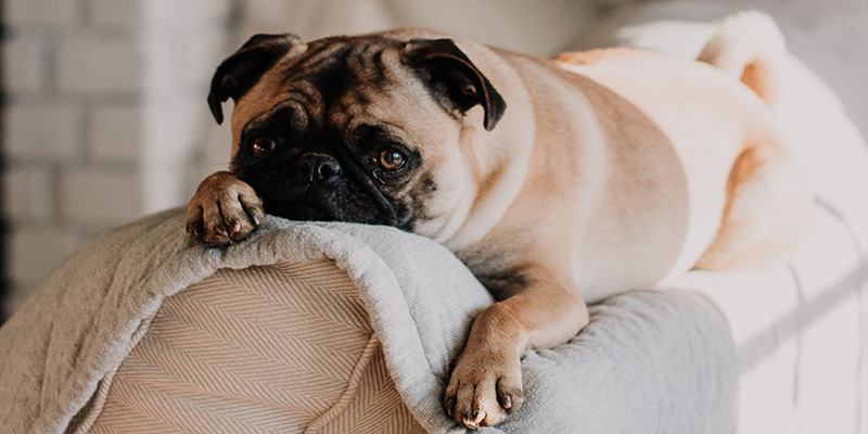 Hond Heeft Plastic Gegeten - Hond Heeft ...