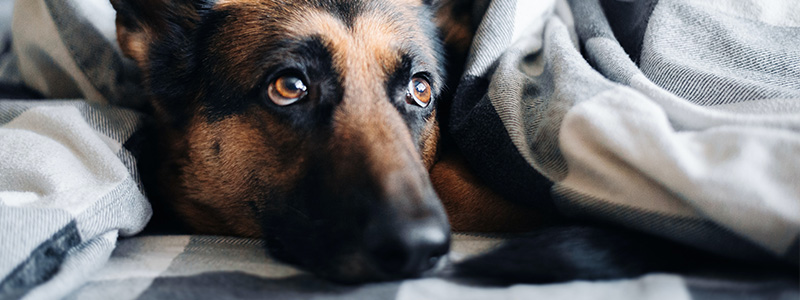 Hond Heeft Plastic Gegeten - Hond Heeft ...