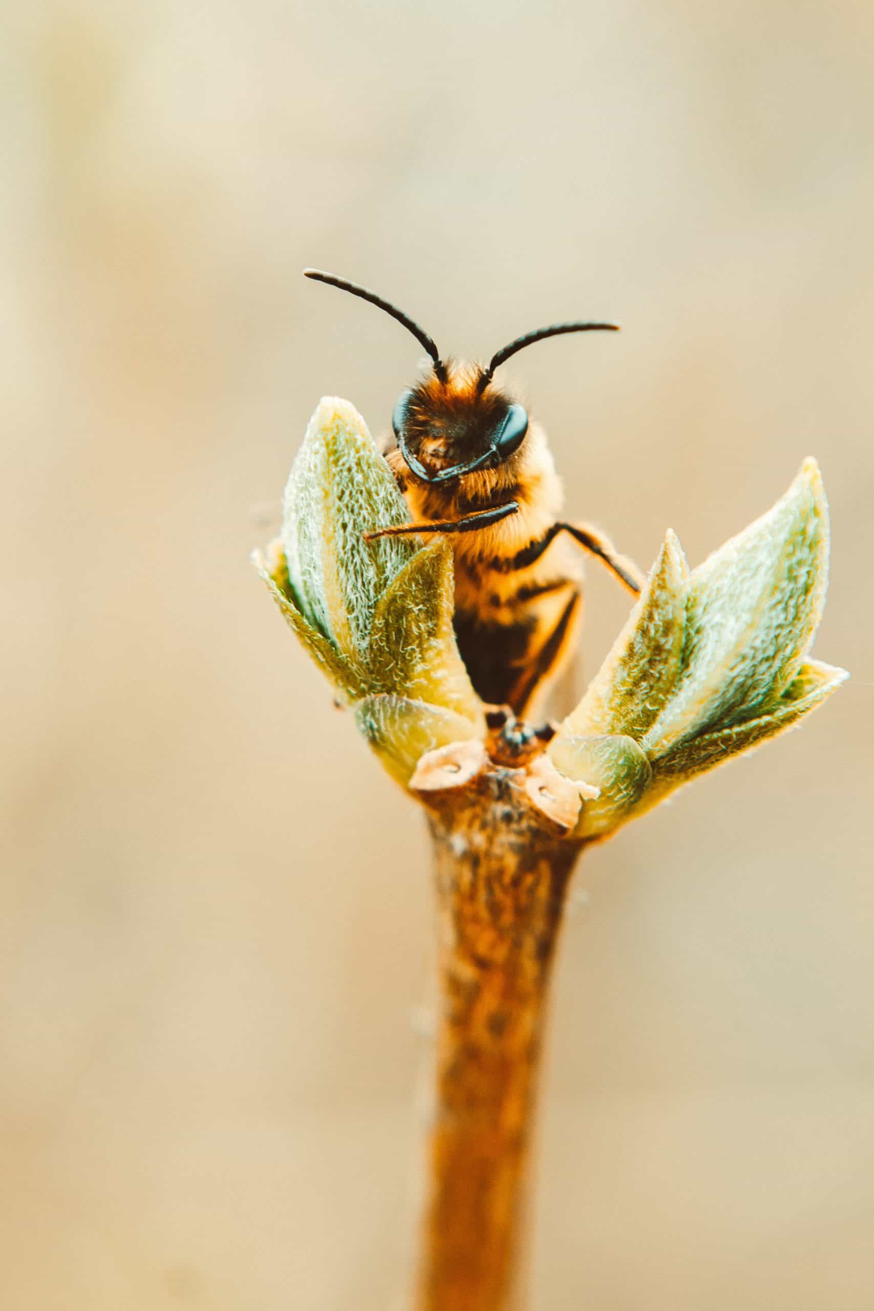 Why Does My Hive Have Lots Of Bees But No Honey? Honest