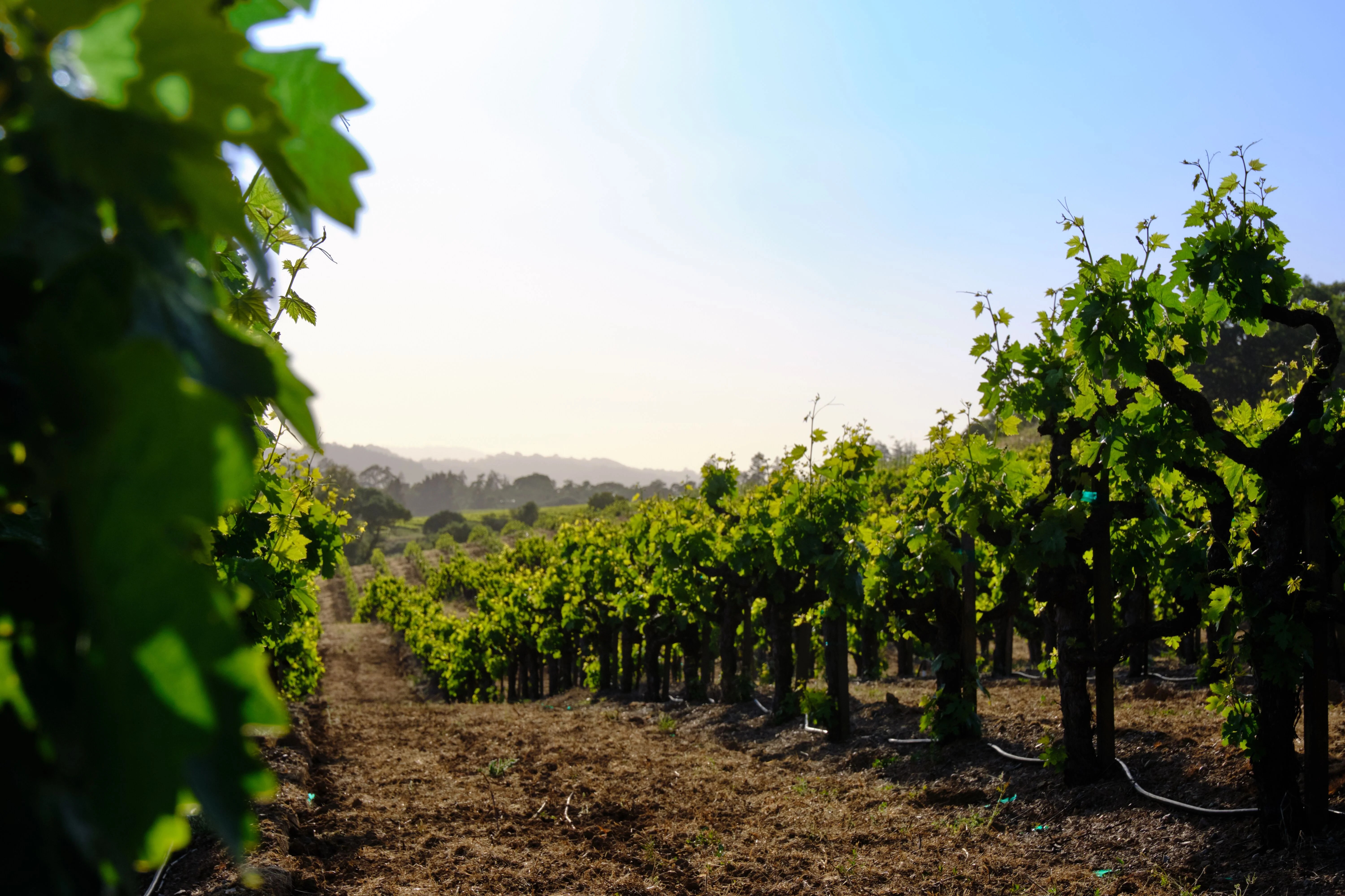 Sonoma County Drives the Sustainability Movement Honest Cooking by