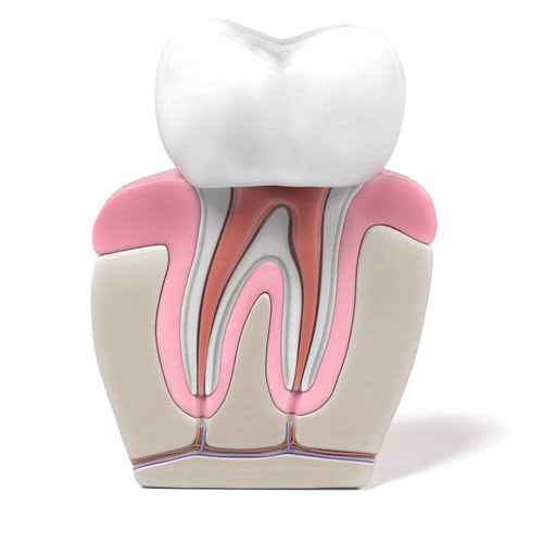 Afraid to Get a root Canal? This Information Will Help