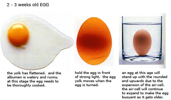 Farm fresh eggs and how to tell when they're not Honest Fare