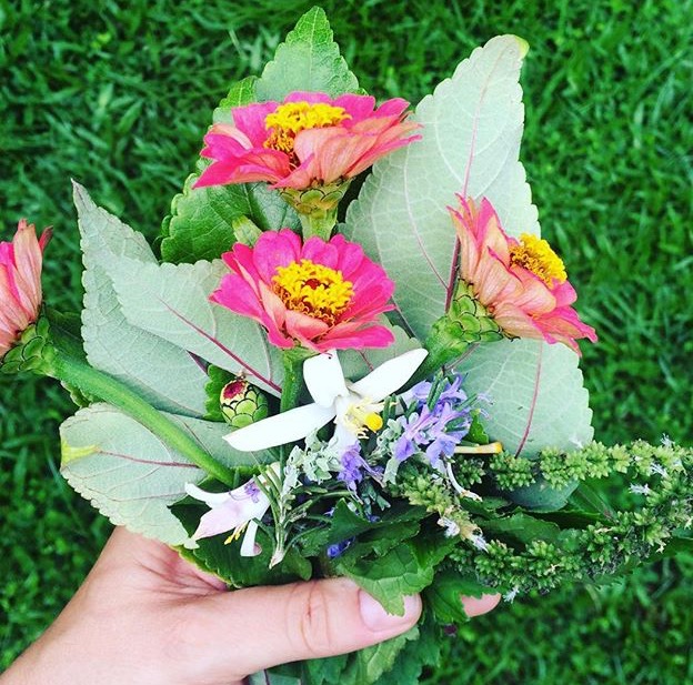 Zinnia Flower Essence Friendship Vibrational Remedy Honest Owl Herbal