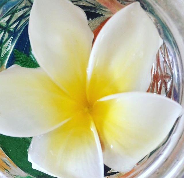 Plumeria Flower Essence Restoration Vibrational Remedy Honest Owl