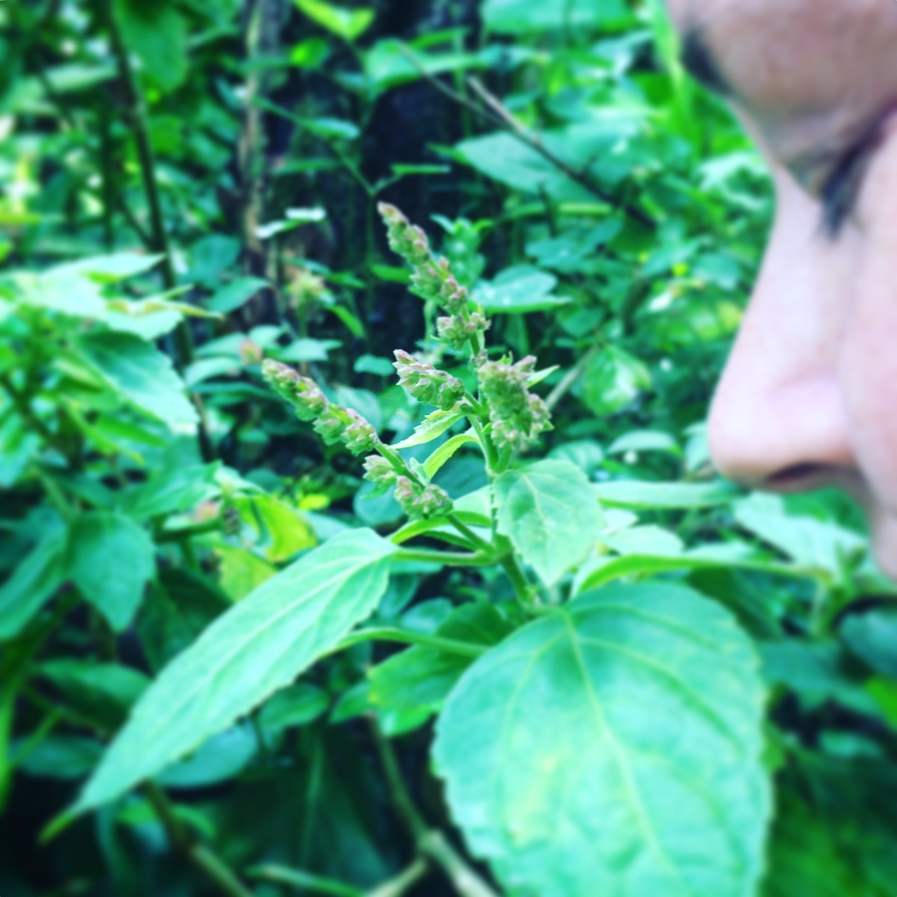 Cultivating Good Will and Service Patchouli Plant Spirit Medicine