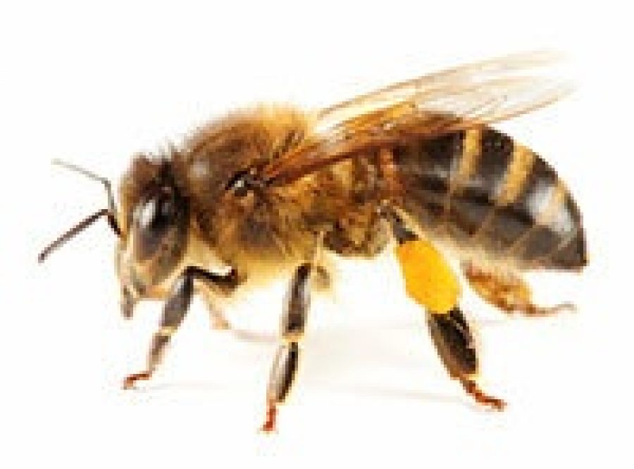 Bees & Sustainability National Honey Board