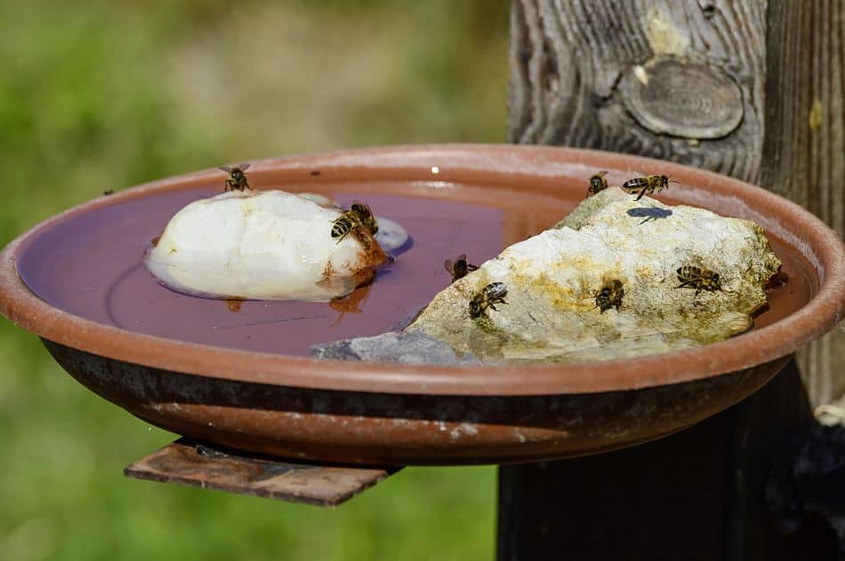 How Much Space Do i Need to Have a Beehive ? Honey and Beekeeping