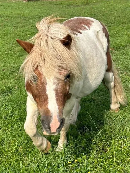 Our Horses Honeybrook Riding Stables