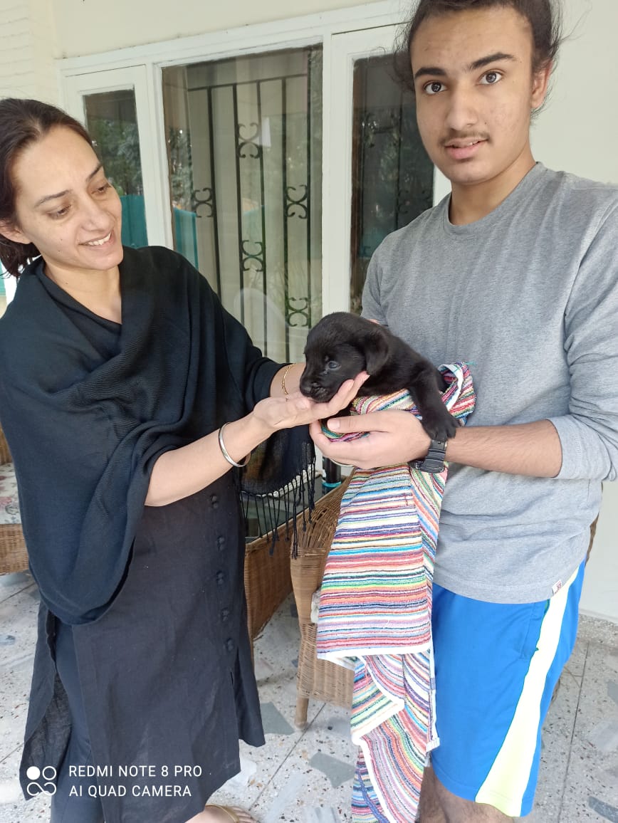 Dog Kennel in Chandigarh Buy Dog Puppy in Chandigarh