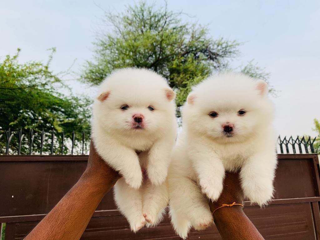 Dog Kennel in Chandigarh Buy Dog Puppy in Chandigarh