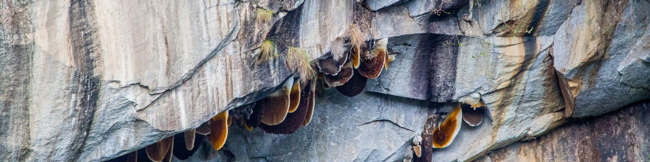 Chyamche, Annapurna Region HoneyGuide Chyamche, Annapurna Region HoneyGuide