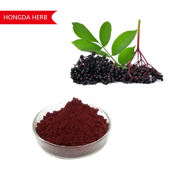 Black Elderberry Extract Anthocyanidins 10 Hongda Online More than