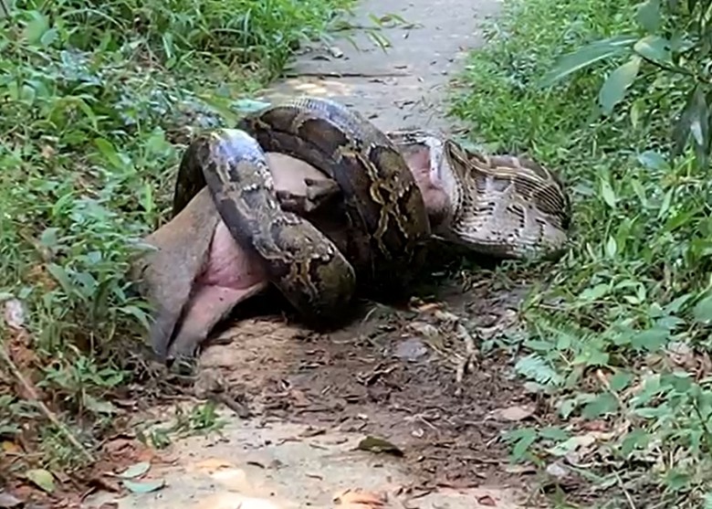 Sai Kung hikers witness giant python eating large wild boar – HONG KONG ...