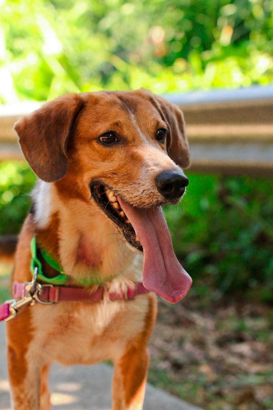 unspecified Hong Kong Dog Rescue