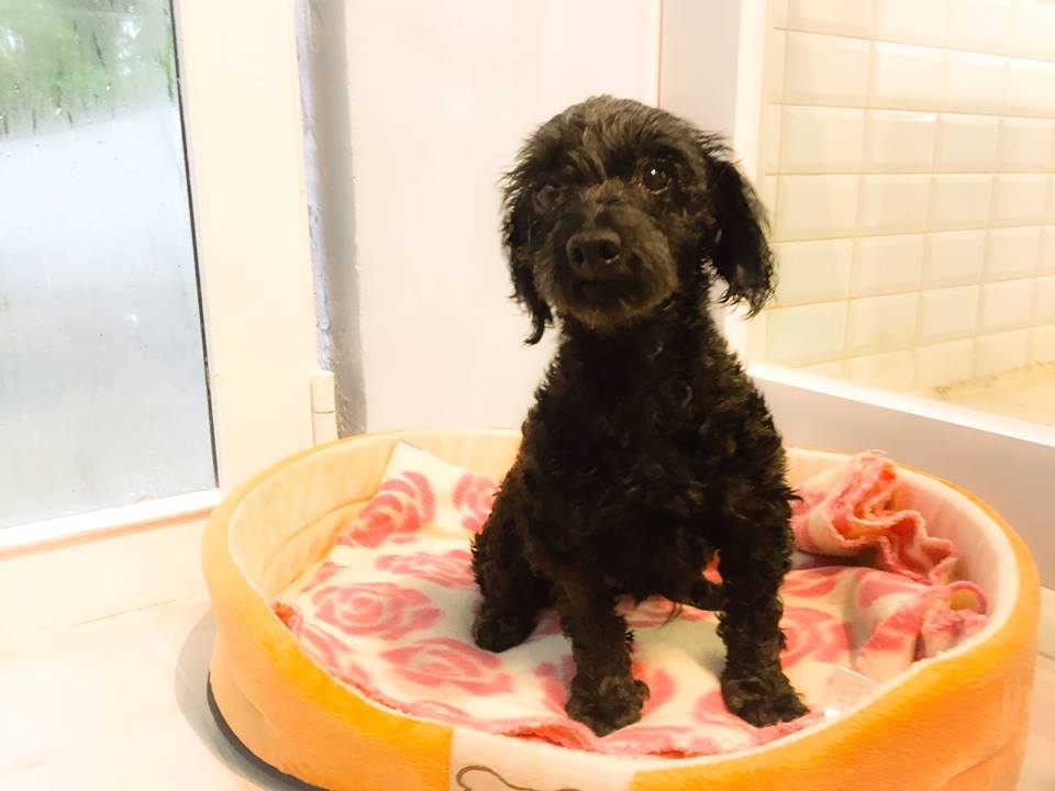 Indigo Hong Kong Dog Rescue