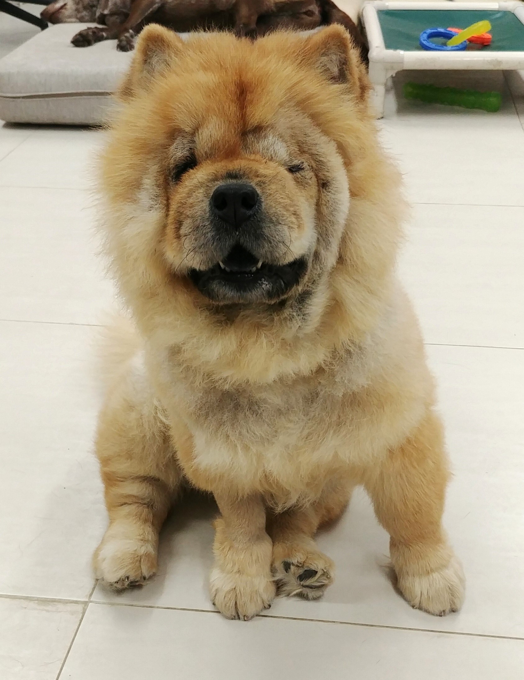 Chow Mein Hong Kong Dog Rescue