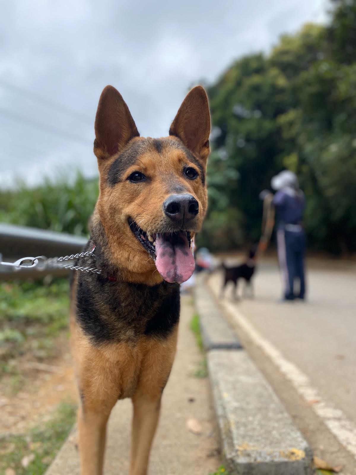 Gordon Hong Kong Dog Rescue