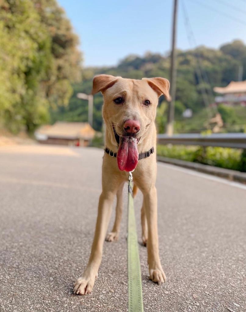 Martin Hong Kong Dog Rescue