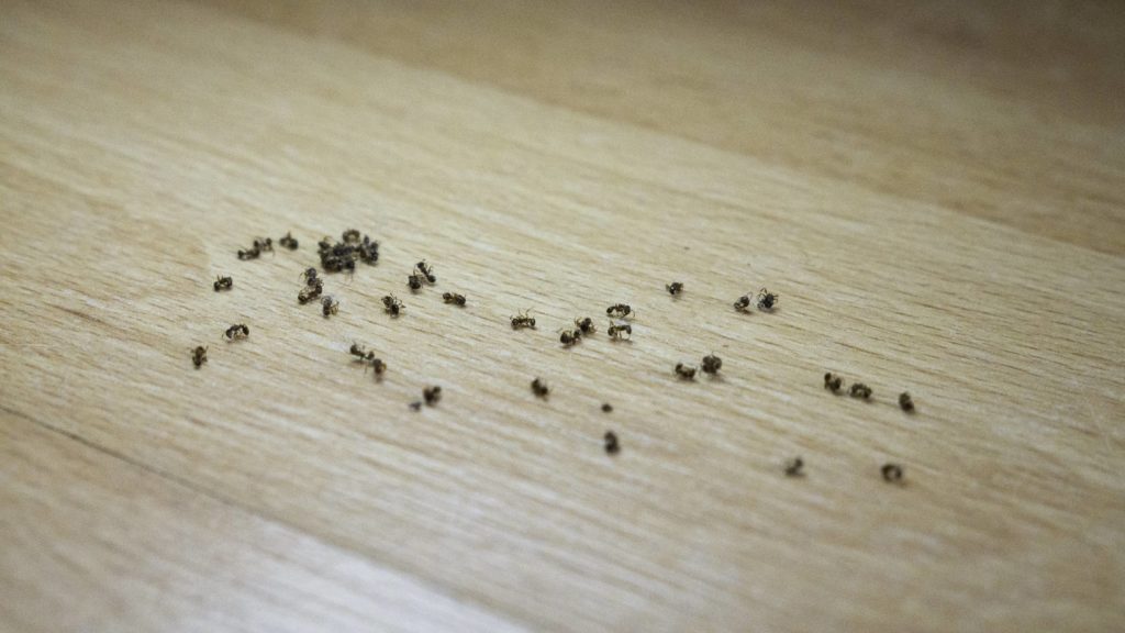 How To Get Rid Of Ants Overnight Honor Services