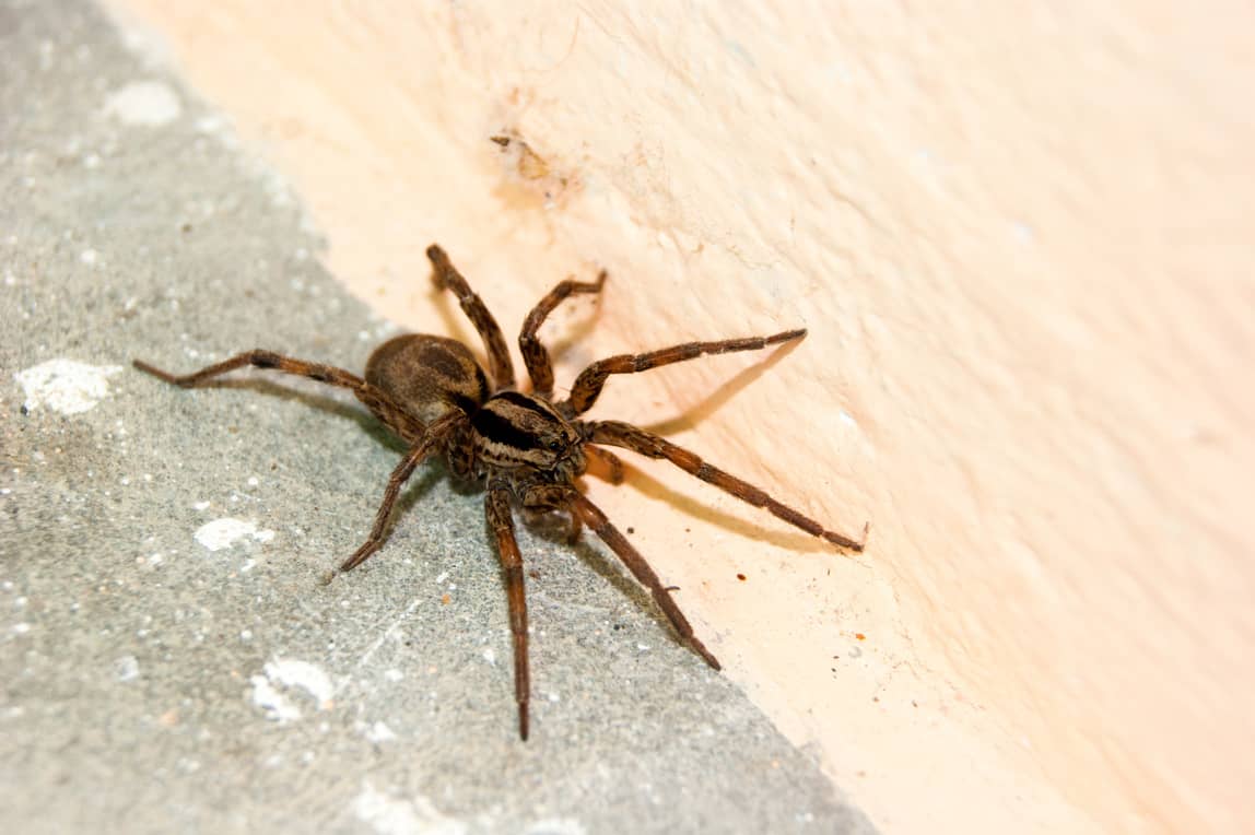 Are Spiders Attracted to Light Honor Services