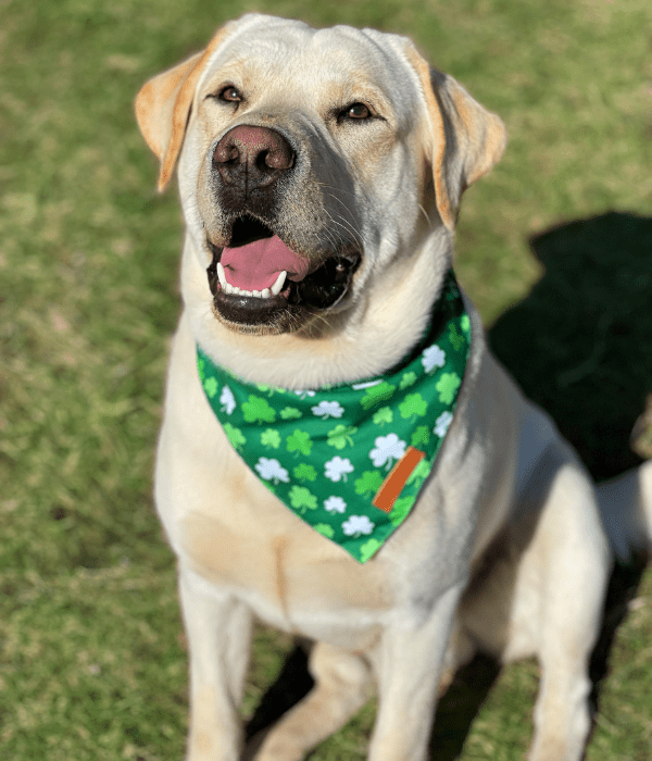 Alpine Veterinary Hospital Gallery | Vet In Hood River, OR