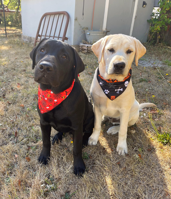 Alpine Veterinary Hospital Gallery Vet In Hood River, OR