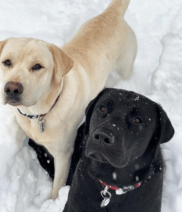 Alpine Veterinary Hospital Gallery Vet In Hood River, OR