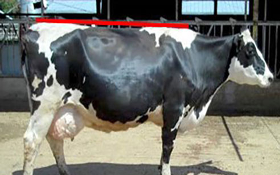 Does a Lame Cow go Thin or Does a Thin Cow go Lame? Hoofcount