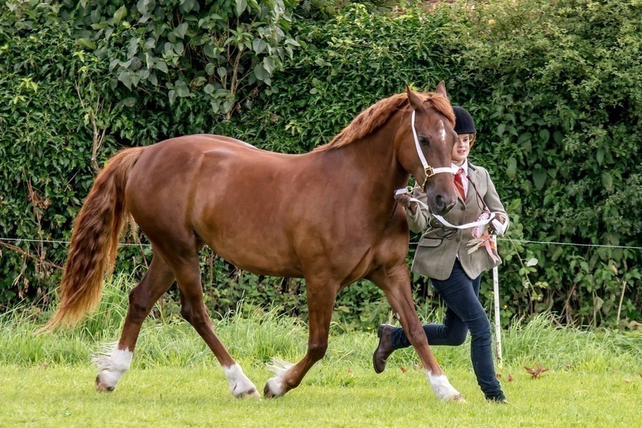 Abram Hall Riding Club