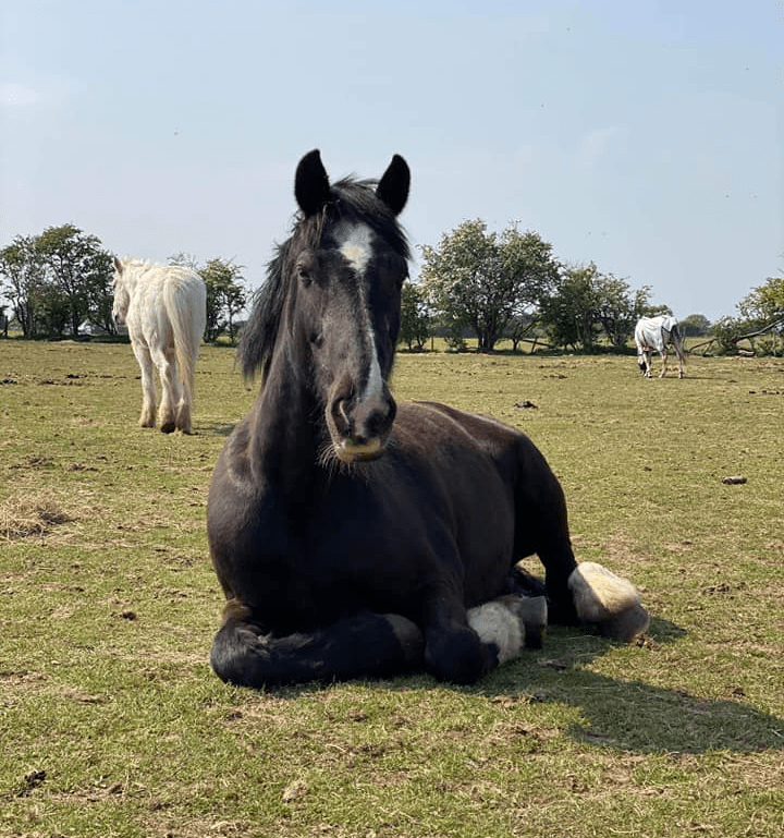 Hoofpick Wirral Riding Centre LTD