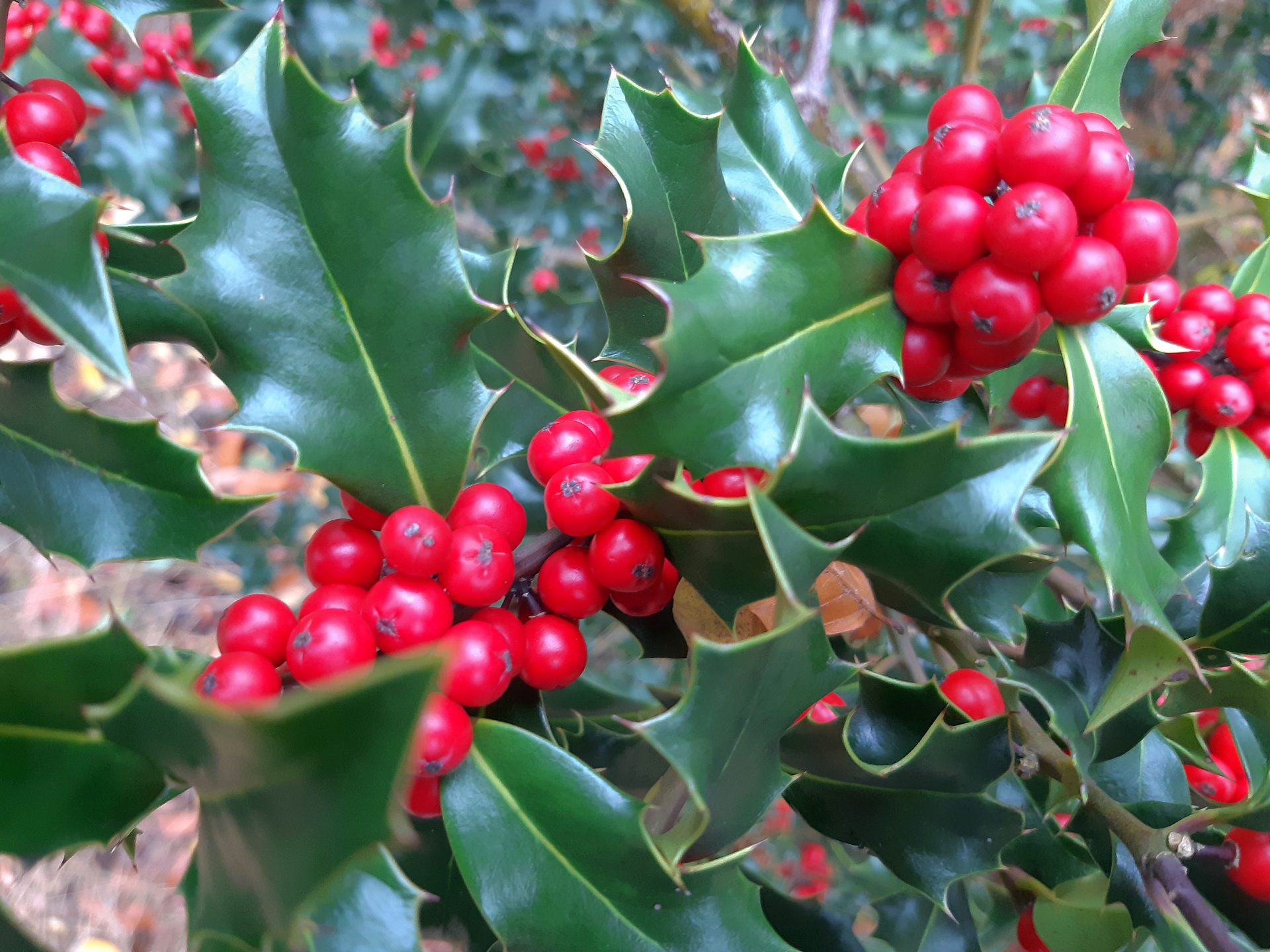 Ilex, a holly tree, can be planted as a tall or low, evergreen hedge