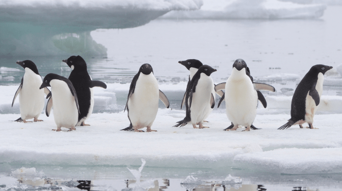 Waarom Doen Pinguïns Zelf Niets Tegen Smeltende Poolkappen?
