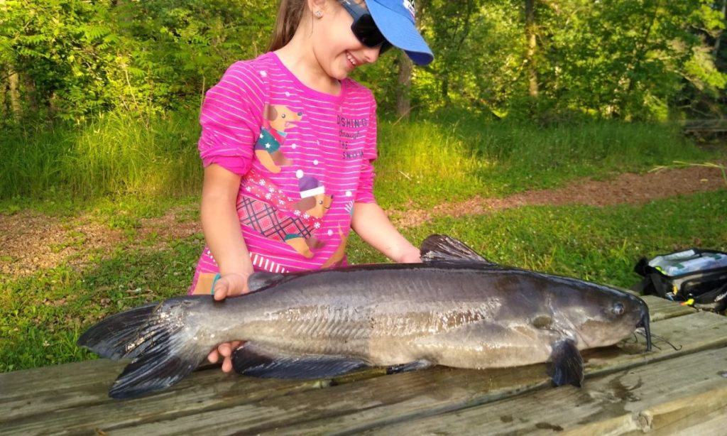 Channel Catfish Species Breakdown