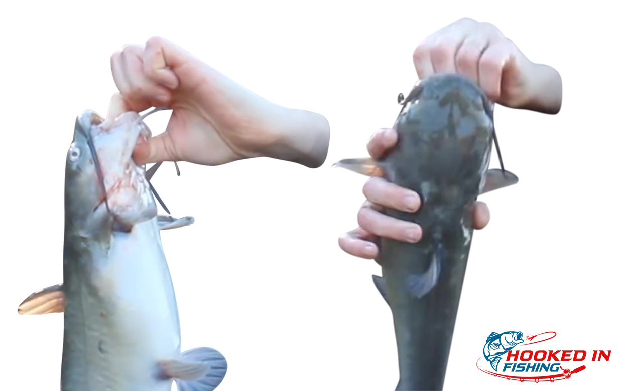 How to Hold a Catfish Without Getting Stung