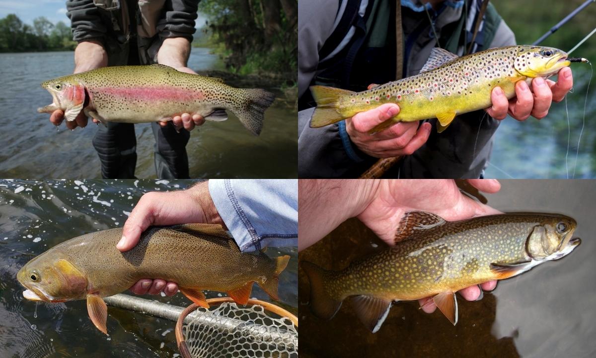 Trout Species Breakdown & Identification