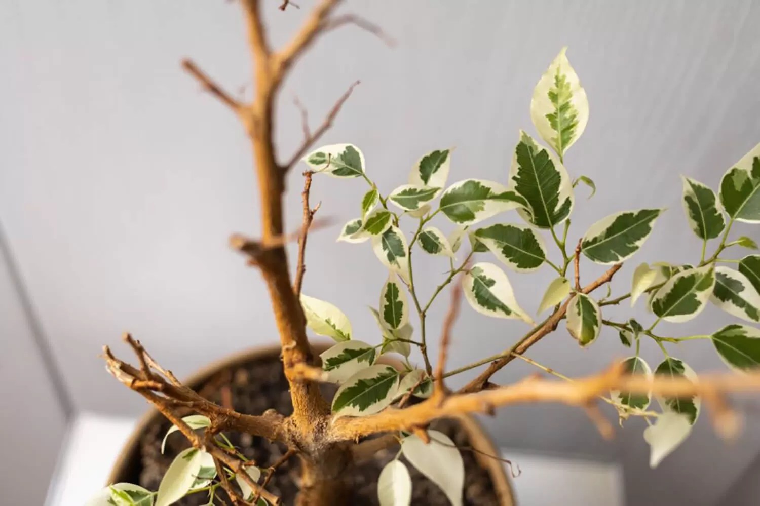 The Ultimate Guide on How to Revive a Bonsai Tree Hooked on Bonsai