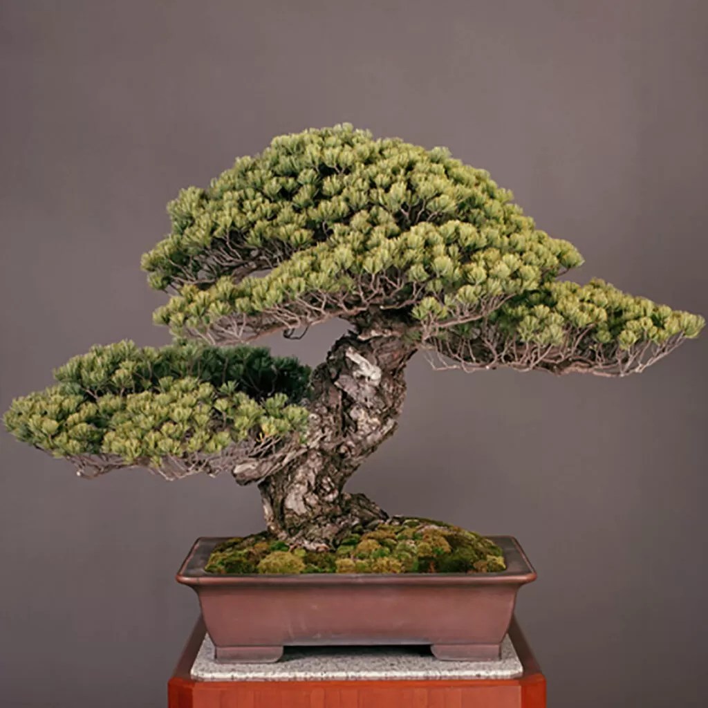 Notable RecordBreaking Bonsai Trees Across the Globe Hooked on Bonsai