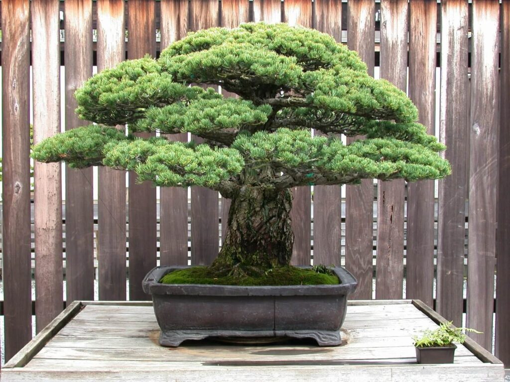 Notable RecordBreaking Bonsai Trees Across the Globe Hooked on Bonsai
