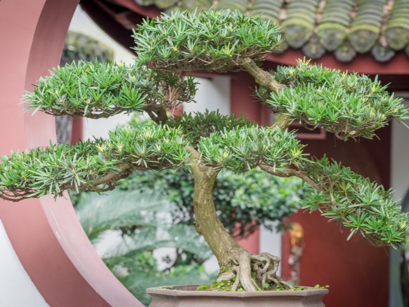 Bonsai Tree Origin Unveiling Its Complete Story