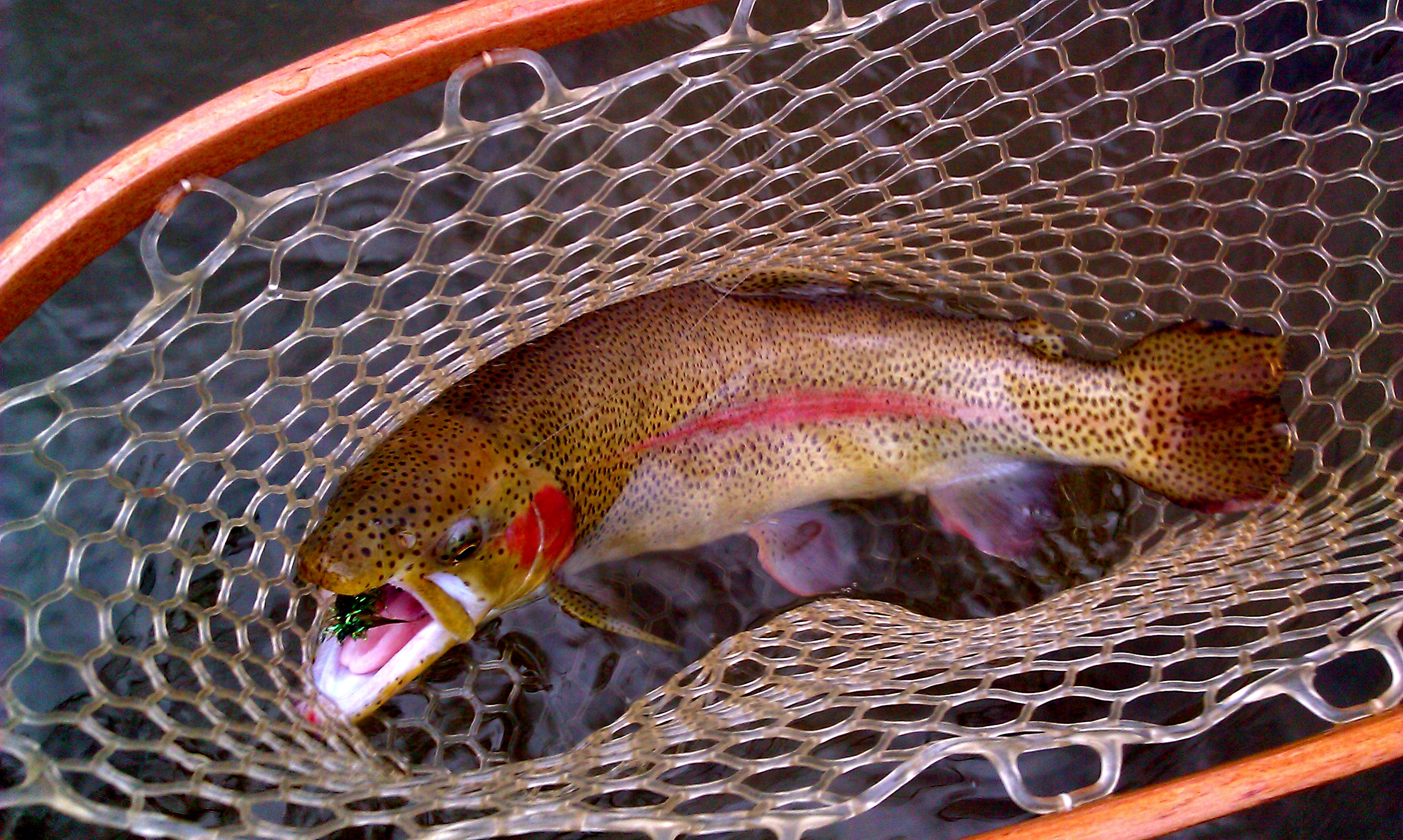 Western North Carolina Fly Fishing Trail Fly Fishing the